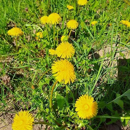 Alloggio per agriturismo Agroturystyka Zacisze Nad Pilica *
