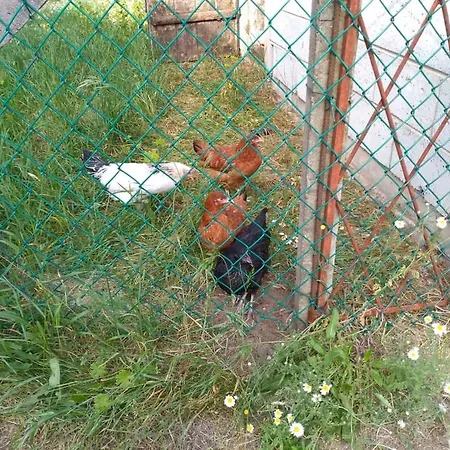 Agroturystyka Zacisze Nad Pilica Gospodarstwo agroturystyczne *