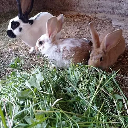 Agroturystyka Zacisze Nad Pilica * Stromiec